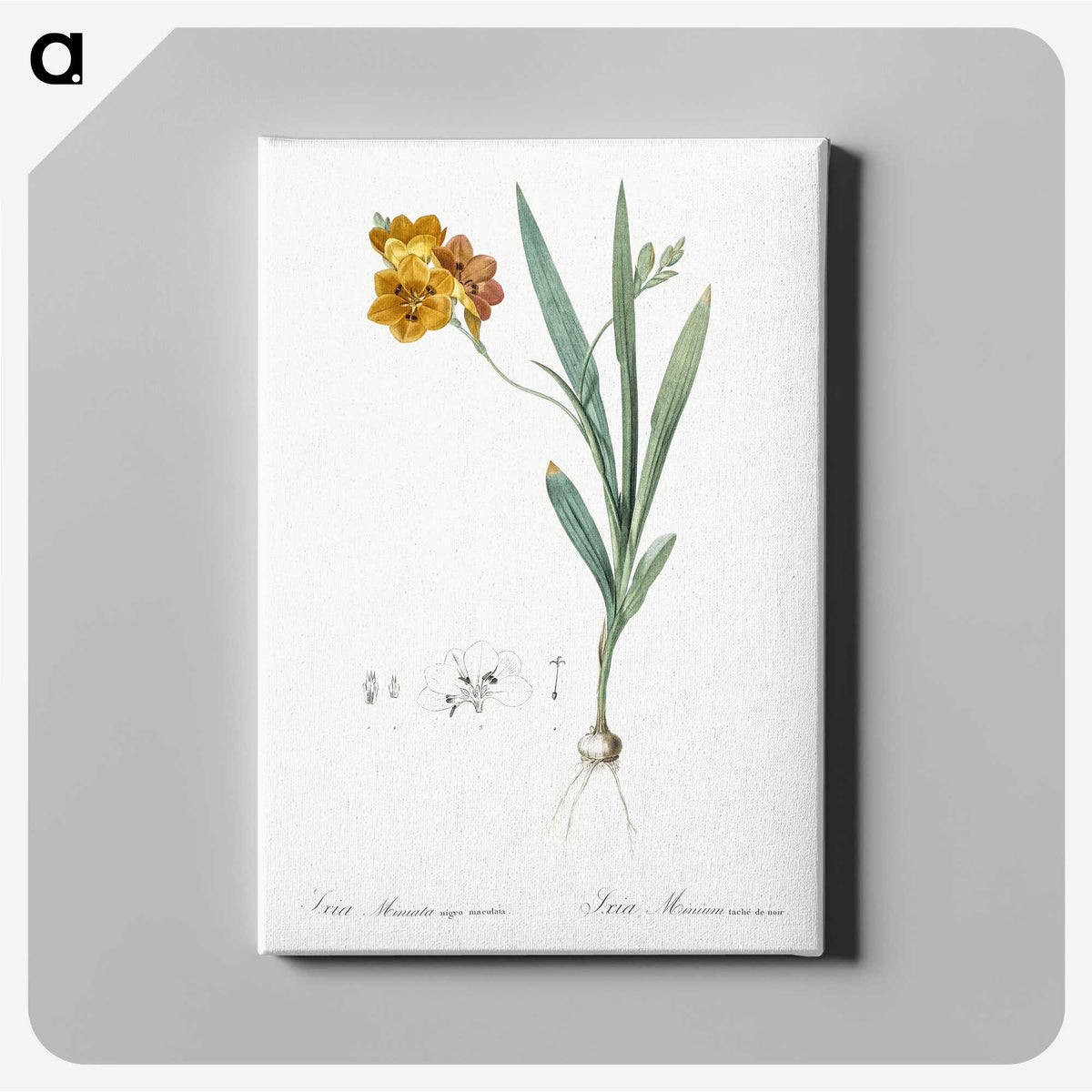 1-71_The-Lilies_canvas