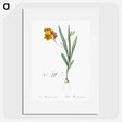 1-71_The-Lilies_picture