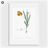 1-71_The-Lilies_picture