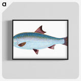 1-71_The-Natural-History-of-British-Fishes_blk-crop