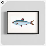 1-71_The-Natural-History-of-British-Fishes_blk
