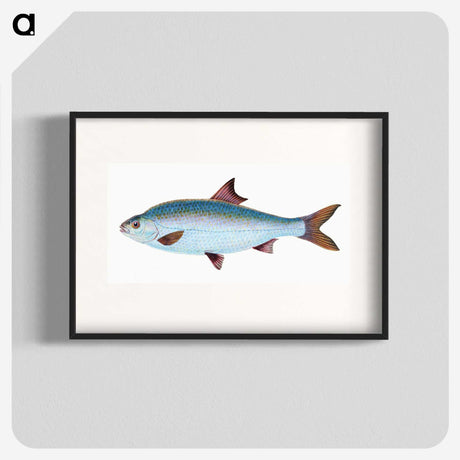 1-71_The-Natural-History-of-British-Fishes_blk