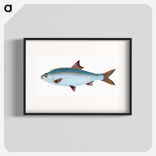 1-71_The-Natural-History-of-British-Fishes_blk