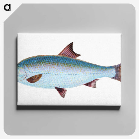 1-71_The-Natural-History-of-British-Fishes_canvas