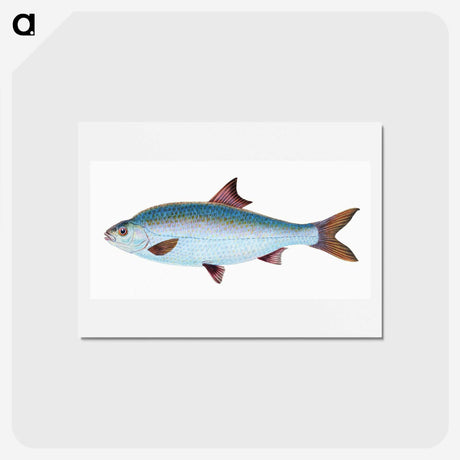 1-71_The-Natural-History-of-British-Fishes_hagaki
