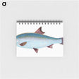 1-71_The-Natural-History-of-British-Fishes_memo