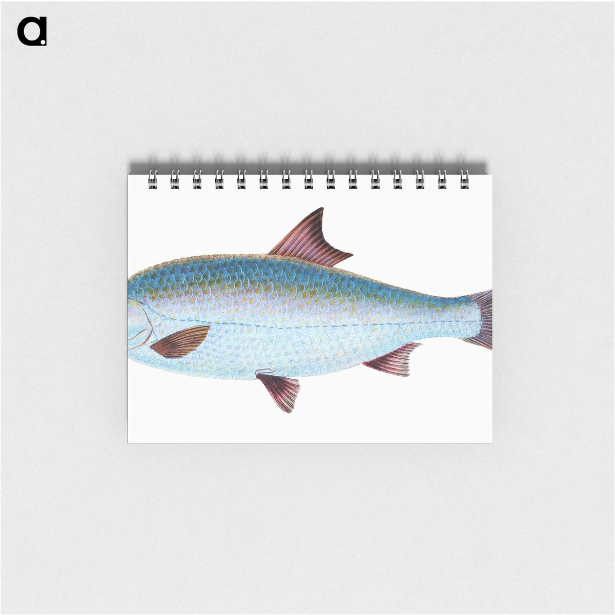 1-71_The-Natural-History-of-British-Fishes_memo