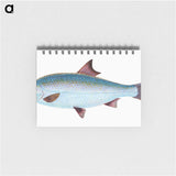1-71_The-Natural-History-of-British-Fishes_memo