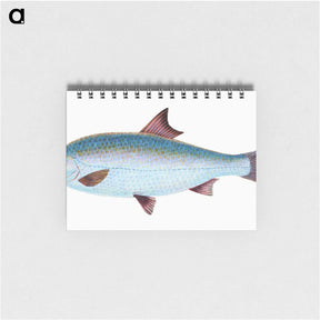 1-71_The-Natural-History-of-British-Fishes_memo