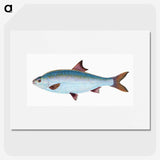 1-71_The-Natural-History-of-British-Fishes_picture