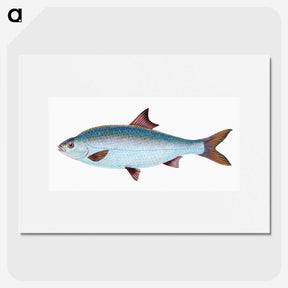 1-71_The-Natural-History-of-British-Fishes_picture