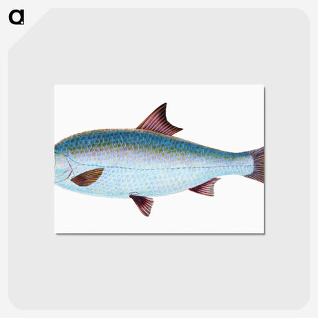 1-71_The-Natural-History-of-British-Fishes_postcard