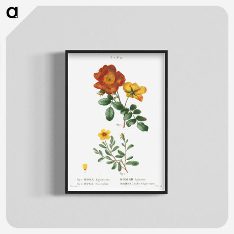 1-71_Treatise-on-Trees-and-Shrubs_blk-crop