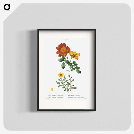 1-71_Treatise-on-Trees-and-Shrubs_blk