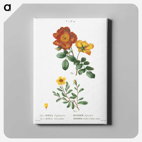 1-71_Treatise-on-Trees-and-Shrubs_canvas