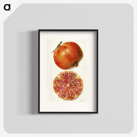 1-71_USDA-Watercolor-Fruit-Painting-Collection_blk