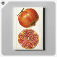 1-71_USDA-Watercolor-Fruit-Painting-Collection_canvas