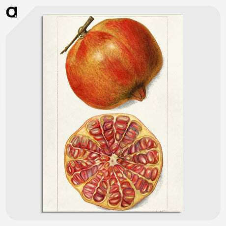 1-71_USDA-Watercolor-Fruit-Painting-Collection_picture-crop