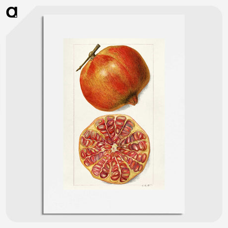 1-71_USDA-Watercolor-Fruit-Painting-Collection_picture