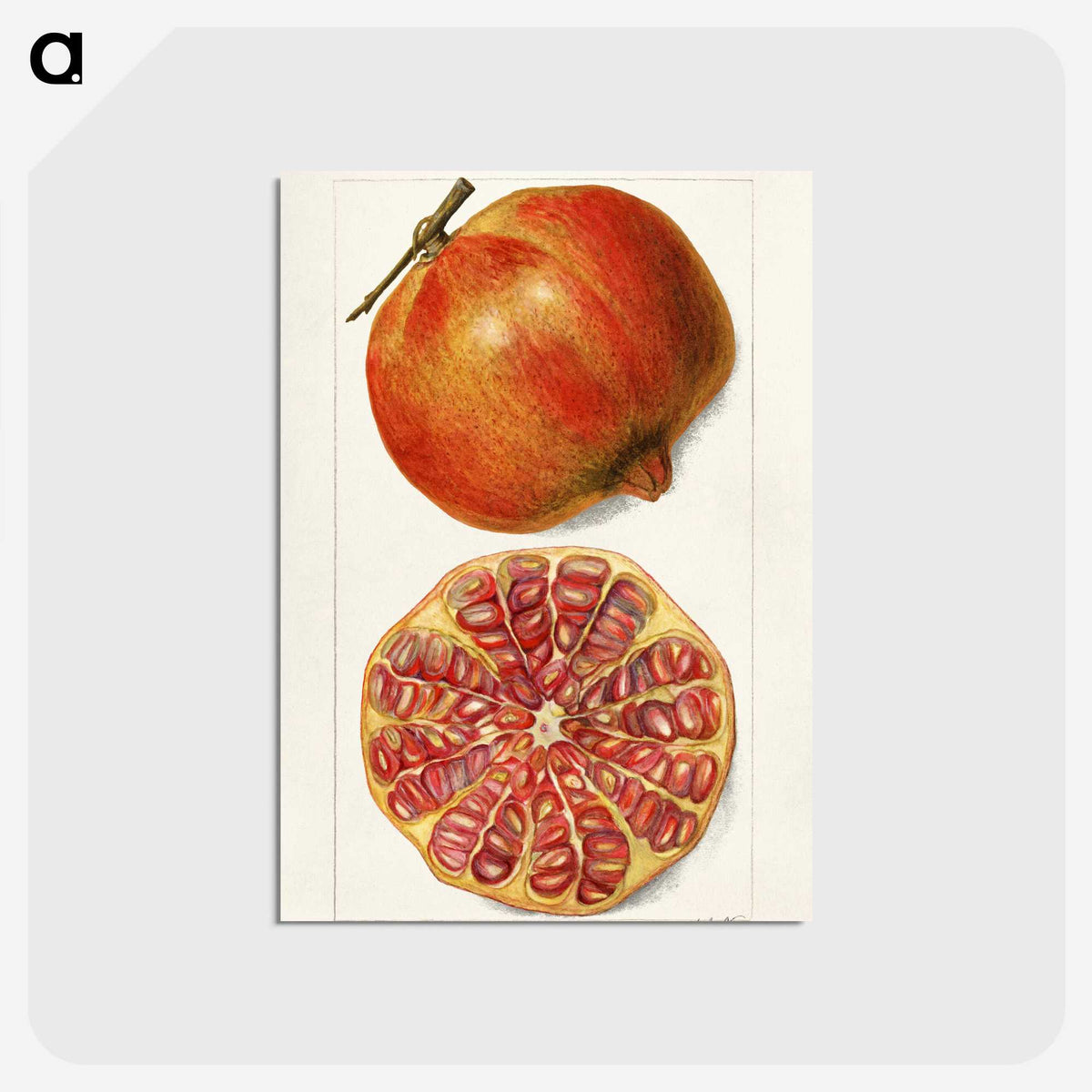 1-71_USDA-Watercolor-Fruit-Painting-Collection_postcard