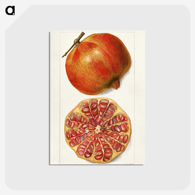 1-71_USDA-Watercolor-Fruit-Painting-Collection_postcard