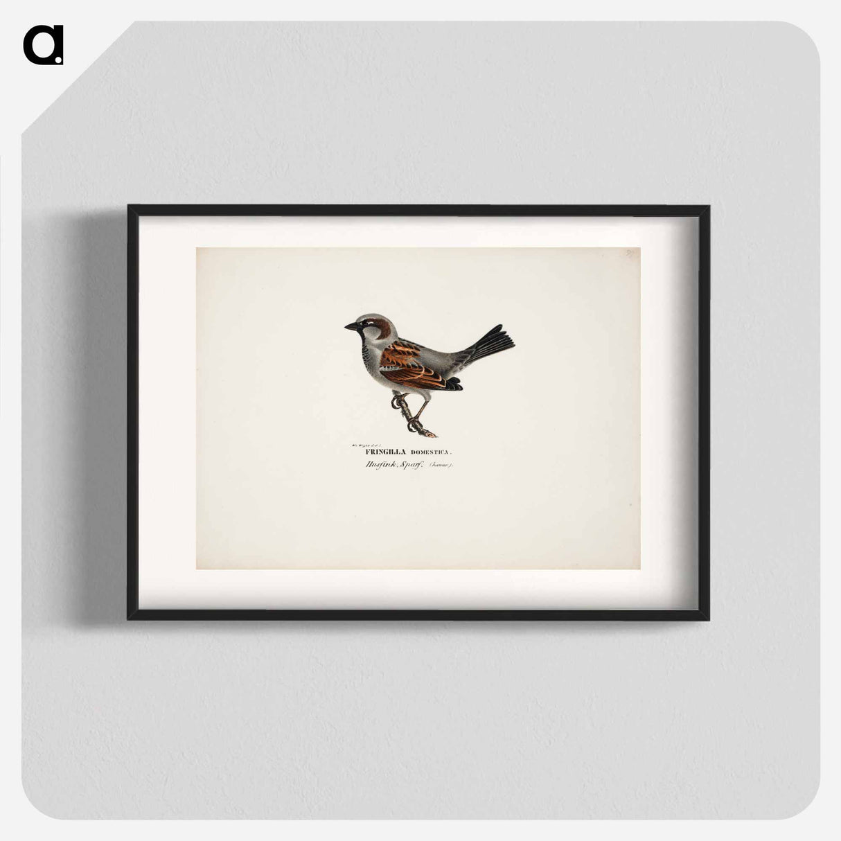 Sparrow, male - Wilhelm von Wright Poster.