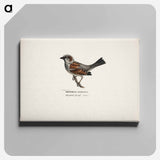 Sparrow, male - ヴィルヘルム フォン ライト Canvas.