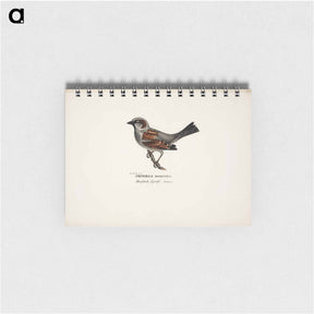 アートメモ帳-Sparrow, male - ヴィルヘルム フォン ライト Memo.