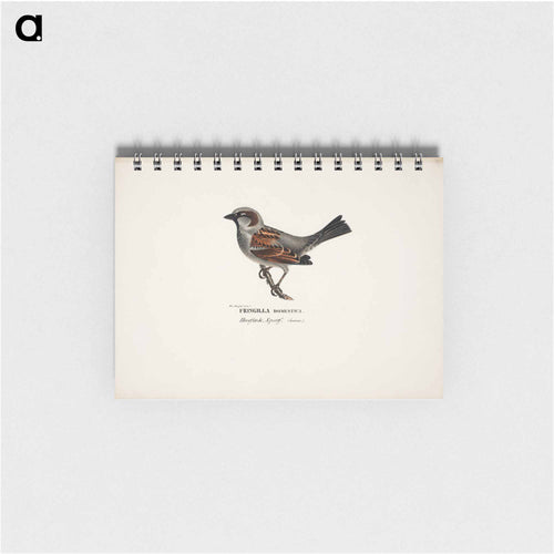 Sparrow, male - ヴィルヘルム フォン ライト Memo.