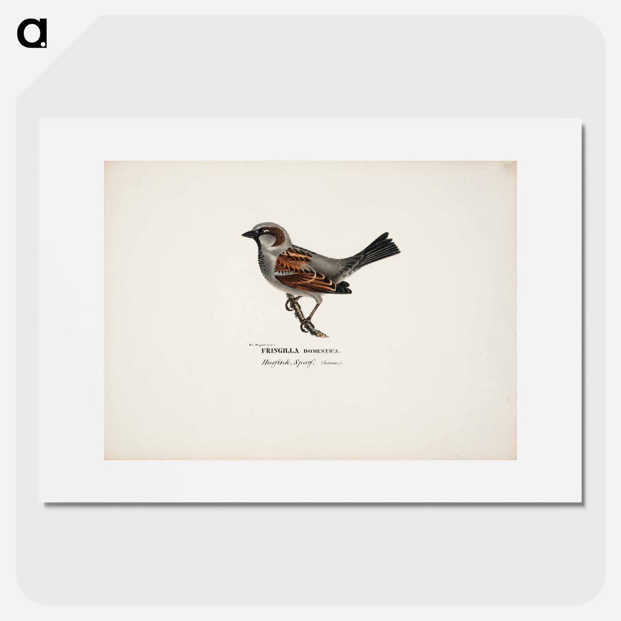 Sparrow, male - Wilhelm von Wright Poster.