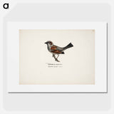 Sparrow, male - Wilhelm von Wright Poster.