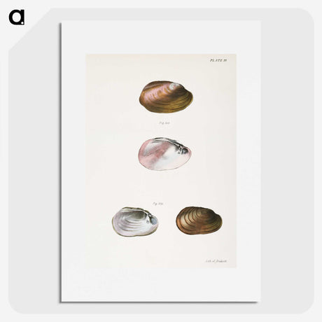1-71_Zoology-of-New-York_picture