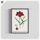 1-72_Anselmus-Boetius-de-Boodt_blk-crop