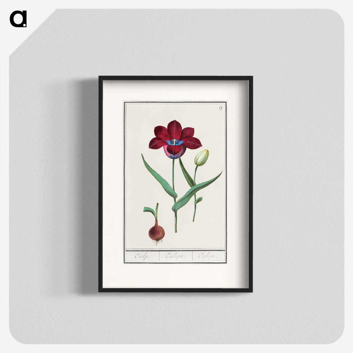 1-72_Anselmus-Boetius-de-Boodt_blk
