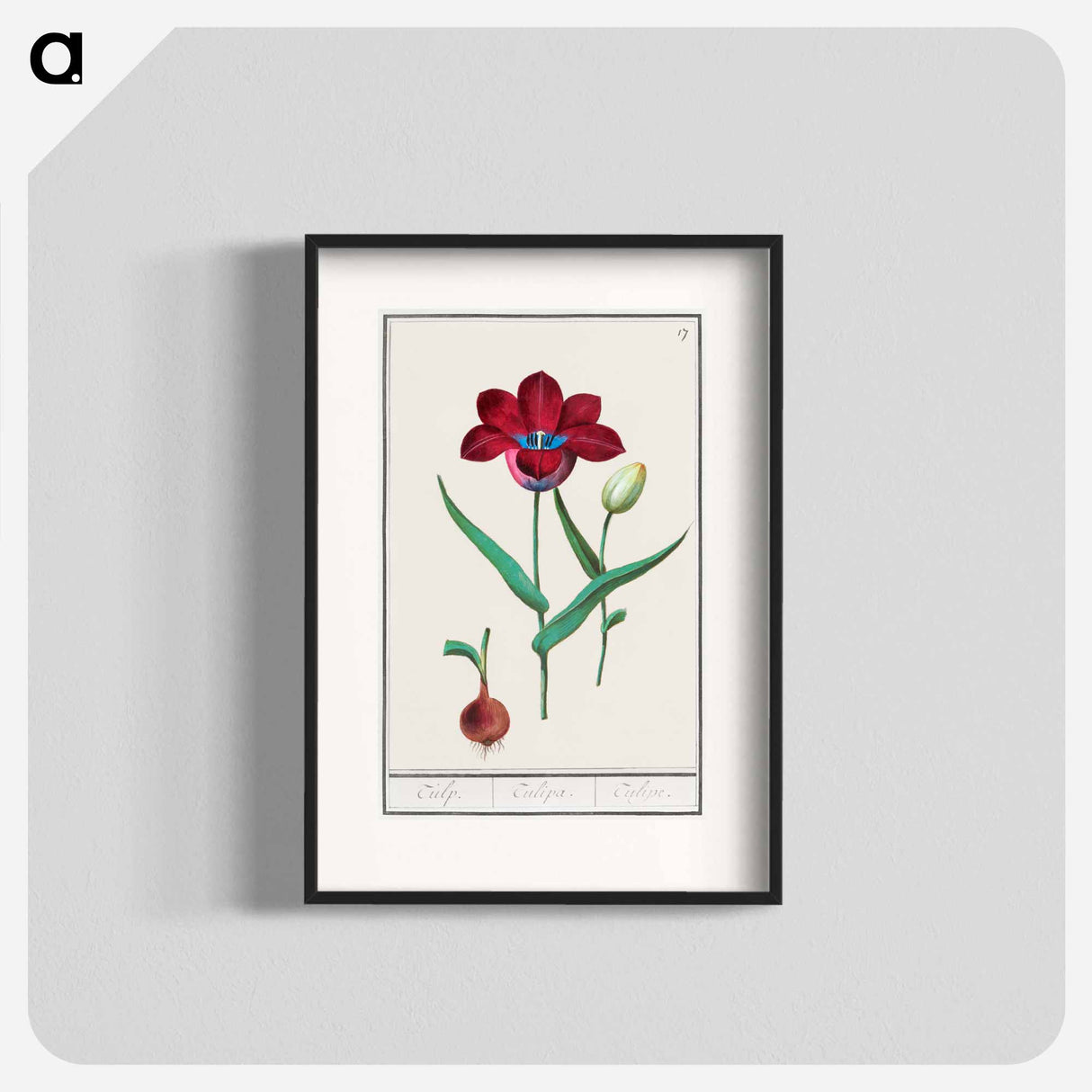 Tulip - アンセルムス ボエティウス デ ブート Poster.