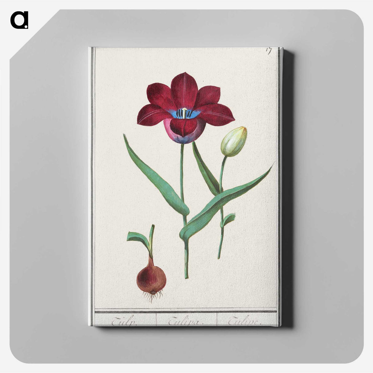 1-72_Anselmus-Boetius-de-Boodt_canvas