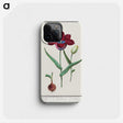 1-72_Anselmus-Boetius-de-Boodt_phone