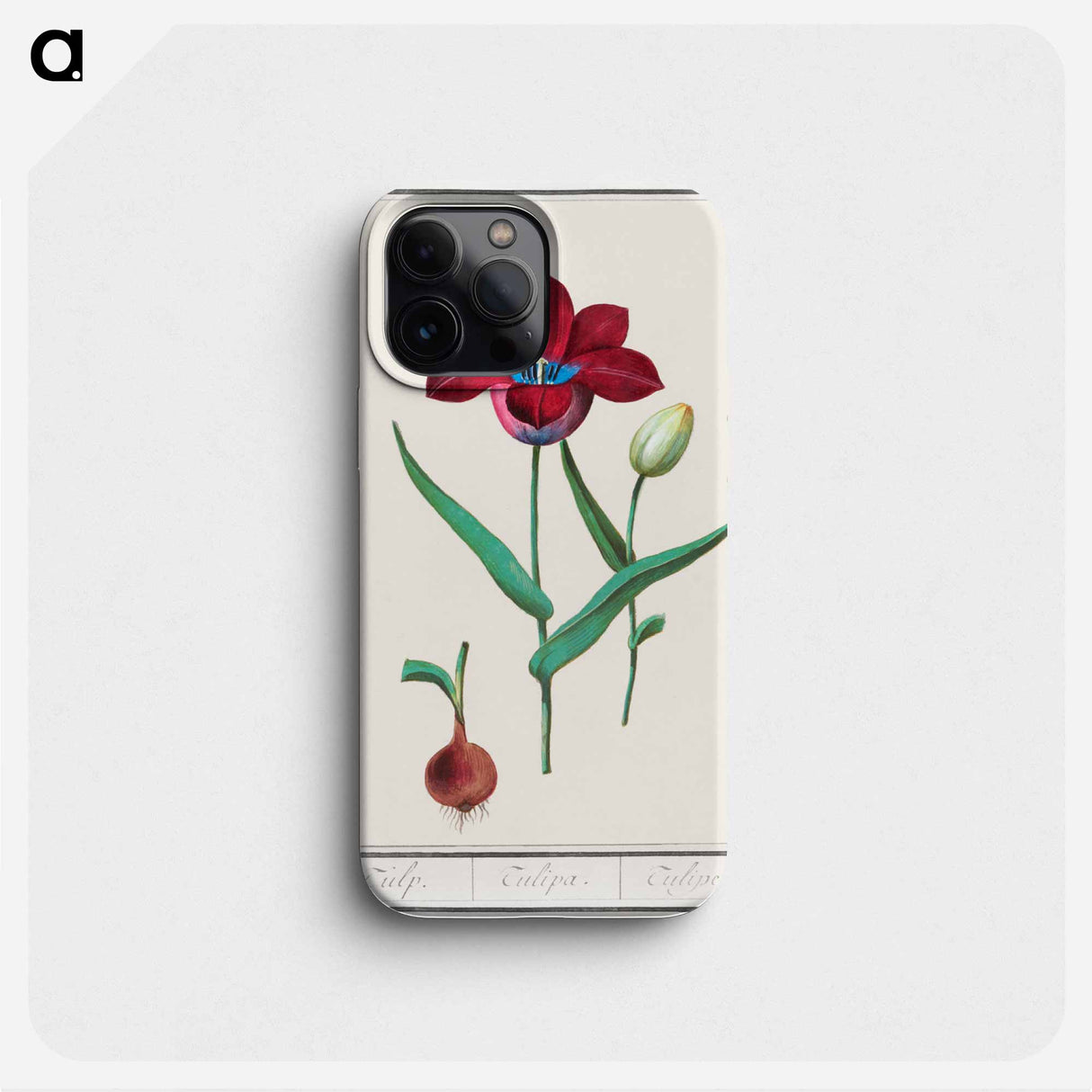 Tulip - アンセルムス ボエティウス デ ブート Phone Case.