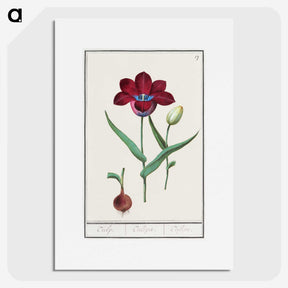 1-72_Anselmus-Boetius-de-Boodt_picture