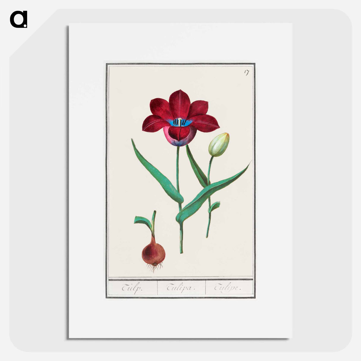 Tulip - アンセルムス ボエティウス デ ブート Poster.