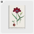 1-72_Anselmus-Boetius-de-Boodt_postcard