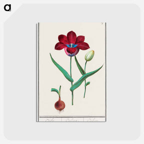 アートポストカード-Tulip - アンセルムス ボエティウス デ ブート Postcard.