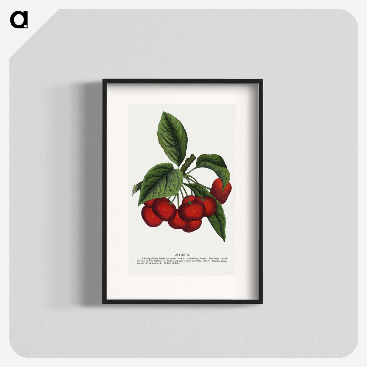1-72_Botanical-Specimen-Plates_blk