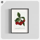 1-72_Botanical-Specimen-Plates_blk