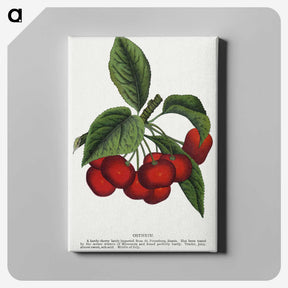 1-72_Botanical-Specimen-Plates_canvas