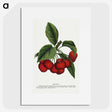 1-72_Botanical-Specimen-Plates_picture