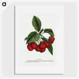 1-72_Botanical-Specimen-Plates_picture