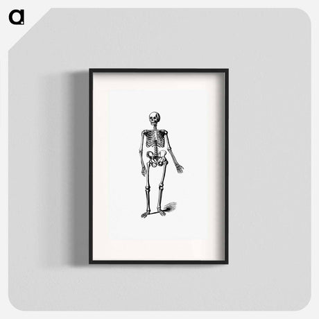 アートポスター-Skeleton of a Man
 - 大英図書館 Poster.