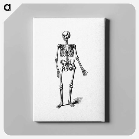 アートパネル-Skeleton of a Man
 - 大英図書館 Canvas.