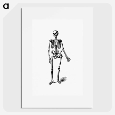 アートポスター-Skeleton of a Man
 - 大英図書館 Poster.